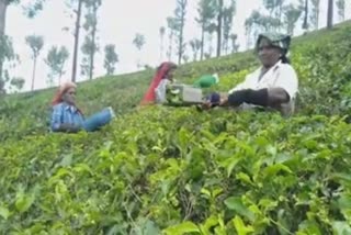 valpari tee fectory  valparai tea factory stagrent  வால்பாறை செய்திகள்