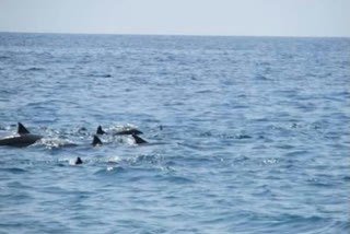 വൈറലായി മുംബൈ തീരത്തെ ഡോൾഫിനുകള്‍  Videos of dolphins off Mumbai coast go viral amid coronavirus  latest mumbai  latest covid 19