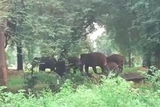 Kurupam is a group of elephants wandering in the constituency villages