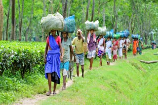 অসমৰ চাহ বাগানসমূহত ক’ভিড-১৯ৰ ফলত সৃষ্টি হৈছে টাইম বোমা