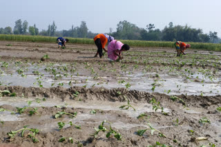 मौत के खौफ पर भारी पड़ रही है पेट की भूख