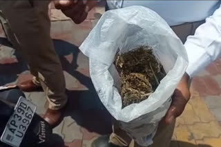 ganja seized in Vijayawada in lock down situation