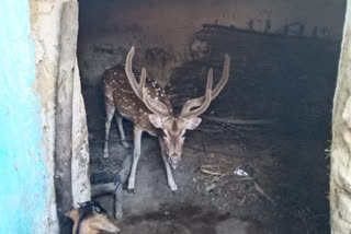 Reindeer entered the village after straying from the forest