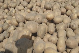 Farmers worried about potatoes in Kapurthala