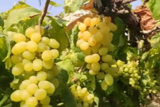 traders-suffer-huge-losses-due-to-grape-harvest-and-export-stops
