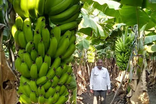 कोरोनामुळे गिरगावच्या केळीसह इतर फळवर्गीय पिकांवर संक्रांत