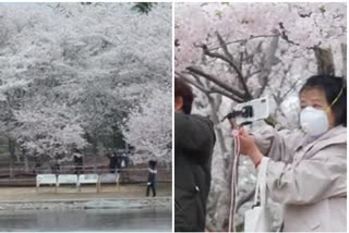 the famous cherry blossom as tourist sites reopened amid a sharp fall in the number of new coronavirus cases.