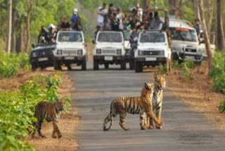 21 day lockdown and animals zoo animal care in lockdown central govt told states to take care of zoo animals which ministry takes acre of zoo animals விலங்கியல் பூங்காக்களில் சுகாதார நிலையை கடைப்பிடிக்க அறிவுறுத்தல்! கரோனா பாதிப்பு, விலங்கியல் பூங்கா, சுகாதார கட்டுப்பாடு, மத்திய அரசு உத்தரவு