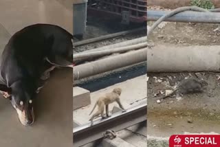 animals can not find food at charbagh railway station