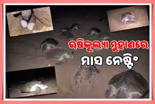 Mass nesting of Endangered Olive Ridley, berhampur latest news, mass nesting of olive ridley in berhampur, ଋଷିକୂଲ୍ୟା ମୁହାଣରେ ଅଲିଭ ରିଡଲେଙ୍କ ଭିଡ, ବିରଳ ଅଲିଭ ରିଡଲେଙ୍କ ଗଣ ଅଣ୍ଡାଦାନ, ବ୍ରହ୍ମପୁର ଲାଟେଷ୍ଟ ନ୍ୟୁଜ୍‌