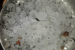 hailstorm damages the wheet crop in agar