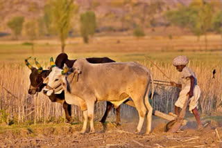 State government give permission to farmer for sell their crop in city place