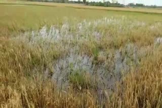 crop damage due to rain in nuh