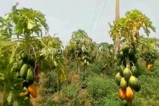 farmers facing problems who were farmed a papaya at Haveri