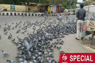 Thousands of pigeons are facing hunger crisis near the Kalkaji temple in lockdown.