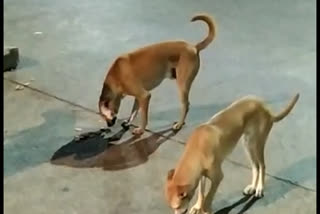 animal lovers distributed food for street dogs in Bengalore by