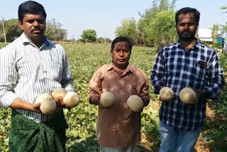 cucumber crop very damage in Chittoor district peelaru