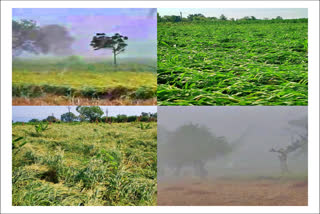 crop-damage-due-to-heavy-rain-in-jalgaon