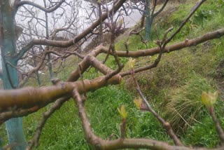 Apple farmers in shimla