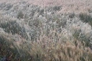 Heavy rains destroyed farmers crops in Sheopur