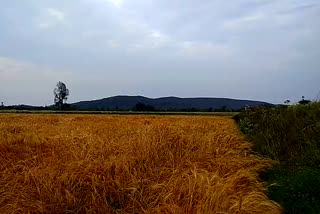 Farmers' tears flowing into the rain water, Wheat crop crushes tens of millions ...