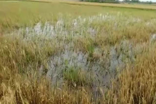 crop damage due to rain in nuh
