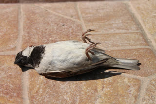 birdes death