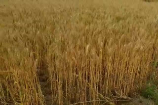 crops damage due to rain in nuh
