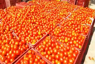 lock down effect on tomato export