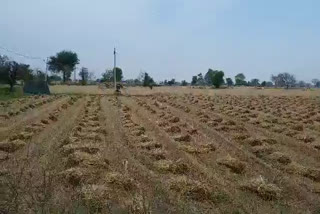 farmers apply masks in harvesting, कलेक्टर ने जारी किए निर्देश