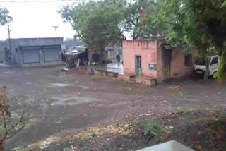 untimliy rain in nashik distroies wheat and onion crop