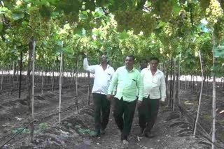 loss on laturs grape growing farmers