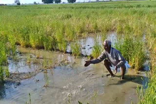 crop damage by rain in gohana
