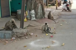 Monkeys are doing social distancing in dhanbad