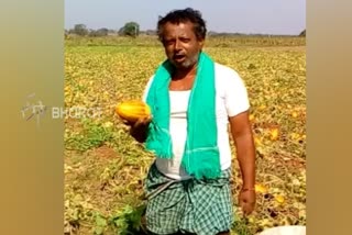 Cucumbers Spoiled without business: anxiety by Haveri farmer