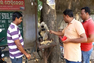 Volunteers feed the monkeys