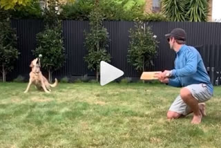 Coronavirus: Kane Williamson Gives Pet Dog Slip Catching Practice. Watch