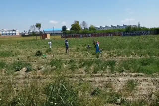 farmers vegetable cultivation during lockdown in sonipat