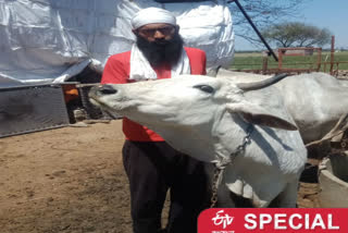 Food shortage for cows in Najafgarh Kair Goushala