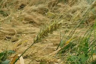 crop wasted due to rain in bundi