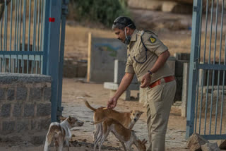 Sp baba gave biscuit to street dogs in Hampi