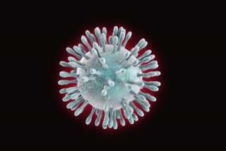 coronavirus  news