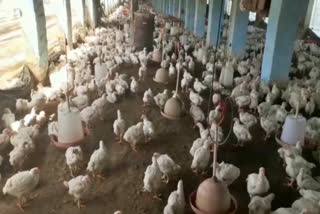 crisis on poultry farm due to lockdown