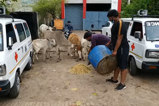 सड़कों पर घूम रहे पशुओं को खिलाया चारा.