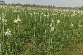 farmers seeking relief for flowers due to curfew