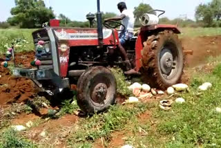 famers are destroying watermelon in Gadaga