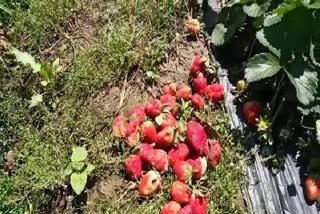 Curfew is spoiling strawberry crop