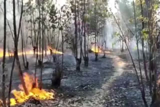 fire  in forest at kalyanadurgam
