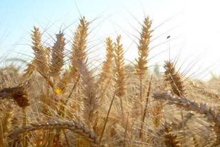 Rudrapur Farmer