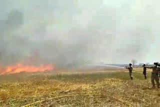 About 80 bighas of wheat was burned in flames in Jalangi in Murshidabad